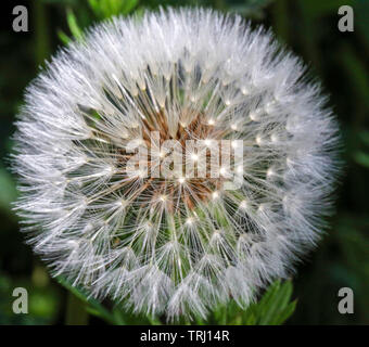 Close-up of a dandelion seedhead - Taraxacum officinalis seedhead. Stock Photo