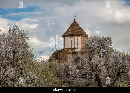 Amazing spring view of Armenian Church of the Holy Cross on Akdamar Island (Akdamar Adasi), Lake Van/Turkey. Surrounded by tree in blossom, in a middl Stock Photo