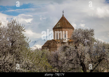 Amazing spring view of Armenian Church of the Holy Cross on Akdamar Island (Akdamar Adasi), Lake Van/Turkey. Surrounded by tree in blossom, in a middl Stock Photo