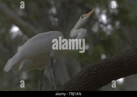 Great blue heron white morph perching on a tree. Stock Photo