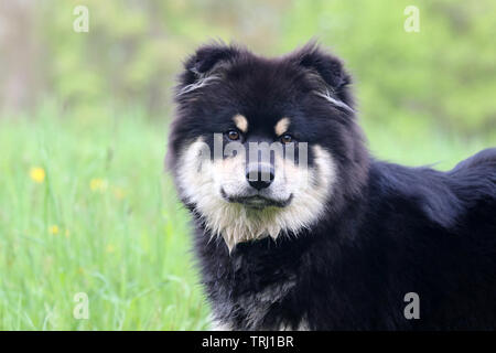 A Finnish lapphund puppy outdoors in a field of grass in summer Stock Photo