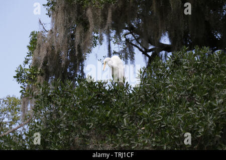 Great blue heron white color morph in Central Florida. Stock Photo
