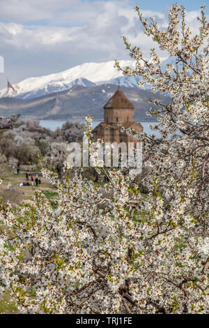 Amazing spring view of Armenian Church of the Holy Cross on Akdamar Island (Akdamar Adasi), Lake Van/Turkey. Surrounded by tree in blossom, in a middl Stock Photo