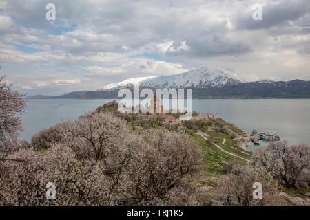 Amazing spring view of Armenian Church of the Holy Cross on Akdamar Island (Akdamar Adasi), Lake Van/Turkey. Surrounded by tree in blossom, in a middl Stock Photo