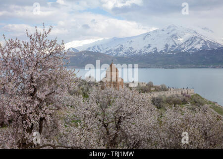 Amazing spring view of Armenian Church of the Holy Cross on Akdamar Island (Akdamar Adasi), Lake Van/Turkey. Surrounded by tree in blossom, in a middl Stock Photo