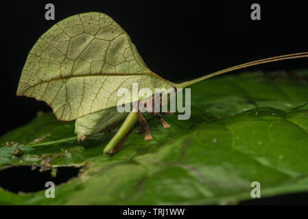 A leaf mimic katydid hiding in plain sight on a leaf in the Amazon rainforest in Yasuni national park, Ecuador.