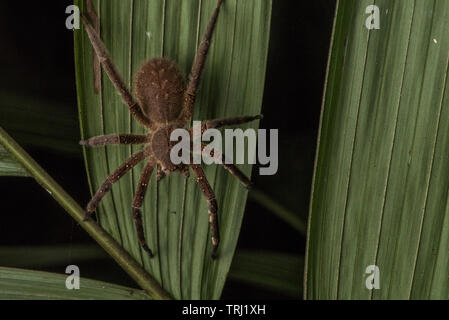 Brazilian wandering spider probably Phoneutria fera, in Yasuni National Park, Ecuador. One of the few dangerous medically significant spiders. Stock Photo