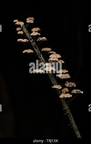 Small mushrooms growing on a branch in the Ecuadorian rainforest in Yasuni National park in the Amazon jungle. Stock Photo