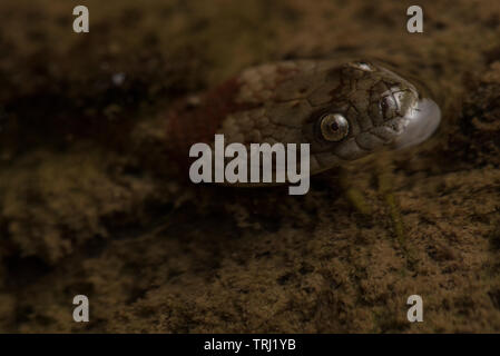 brown-banded water snake (Helicops angulatus) a aquatic snake from the Amazon basin, this one was photographed in yasuni national park, Ecuador. Stock Photo