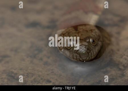 brown-banded water snake (Helicops angulatus) a aquatic snake from the Amazon basin, this one was photographed in yasuni national park, Ecuador. Stock Photo