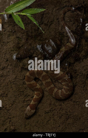 brown-banded water snake (Helicops angulatus) a aquatic snake from the Amazon basin, this one was photographed in yasuni national park, Ecuador. Stock Photo