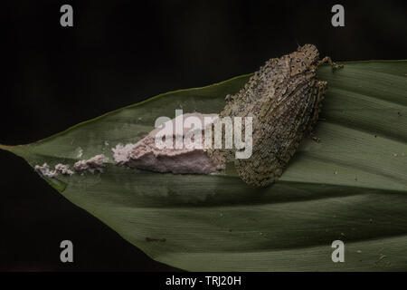A lantern fly (fulgoridae) lays its eggs on the underside of a leaf in the Amazon jungle of Yasuni National Park in Ecuador. Stock Photo