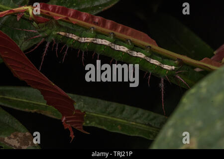 A giant caterpillar of a saturniid moth feeding on foliage of a plant in the Amazon rainforest. Stock Photo