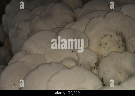 A view of growing shelf fungi from below, from the Amazon basin in Yasuni National Park, Ecuador. Stock Photo