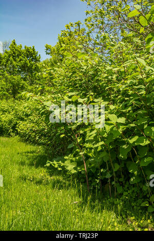 Japanese Knotweed (Reynoutria japonica) Stock Photo