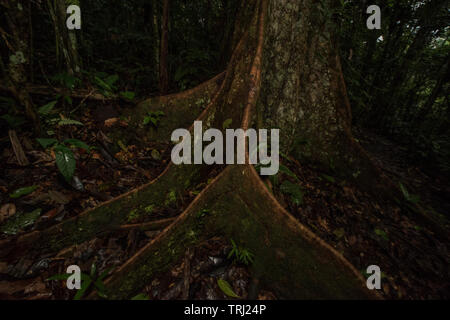 The buttressed root system of a huge tree in the Ecuadorian Amazon, photographed in Yasuni national park, Ecuador. Stock Photo