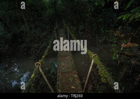A small bridge in the Amazon rainforest, leading over a canal, and covered with moss and epiphytes. Stock Photo