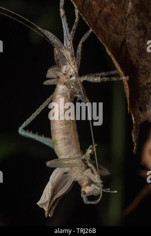 A katydid shedding its old exoskeleton on the underside of a leaf in the Amazonian jungle. Stock Photo