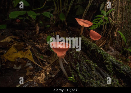 Neotropical cup fungus (Cookeina sulcipes) growing on the rainforest floor in the Ecuadorian Amazon jungle. Stock Photo