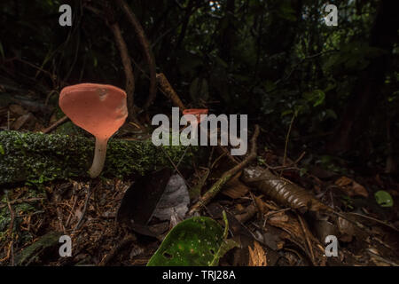 Neotropical cup fungus (Cookeina sulcipes) growing on the rainforest floor in the Ecuadorian Amazon jungle. Stock Photo