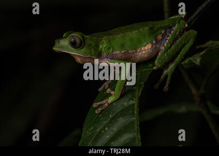 The white lined leaf frog (phyllomedusa vaillantii) from the Ecuadorian jungle, Stock Photo