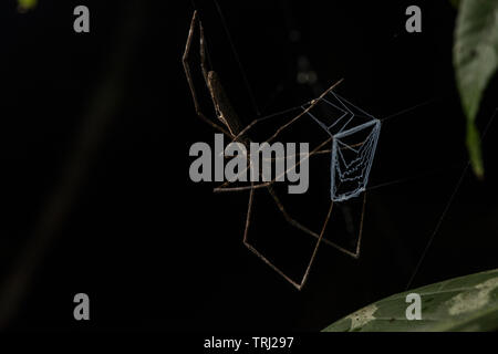 Deinopis, also known as net-casting spiders, gladiator spiders and ogre-faced spiders hang upside down with their web ready to catch insects. Stock Photo