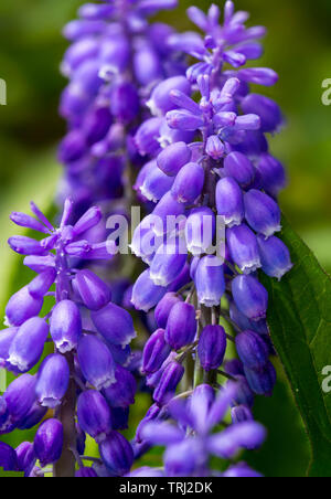 A close up of grape hyacinths blossoms with a blurred green background Stock Photo