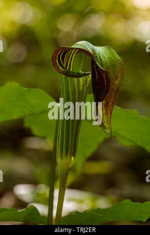 A Jack-in-the-pulpit, Arisaema triphyllum, growing in a wooded forest. Stock Photo