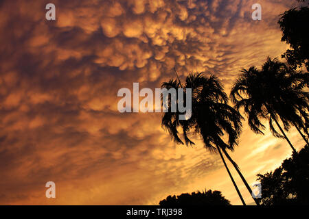 Dramatic sunset clouds with bright orange sky and palm trees silhouettes Stock Photo