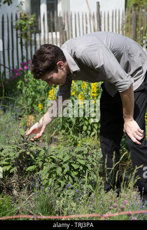 A young American man picking ripe strawberries in a Swiss garden near Teufenthal, Aargau, Switzerland. Stock Photo