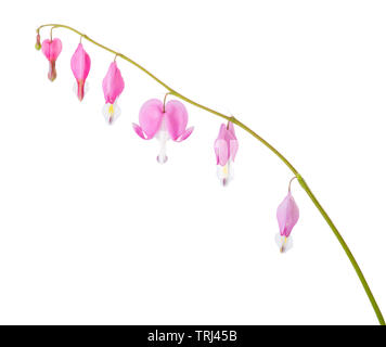 Sprig with pink flowers of Lamprocapnos Spectabilis (Bleeding Heart) isolated on white background. Stock Photo