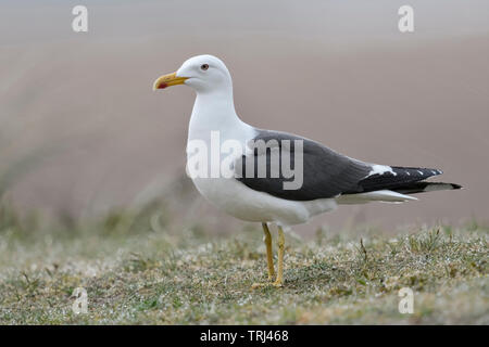 Lesser Black-backed Gull / Heringsmoewe ( Larus fuscus ) standing on top of a dune, typical seagull, wildlife, Europe. Stock Photo
