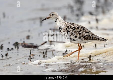 Ruff / Kampflaeufer ( Philomachus pugnax ), migrant, searching for food in shallow waters, along the wash margin, wildlife, Europe. Stock Photo