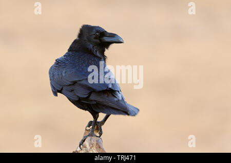 Common Raven ( Corvus corax ) in perfect light, perched on a branch, watching back over its shoulder, nice shimmering plumage, wildlife, Europe. Stock Photo