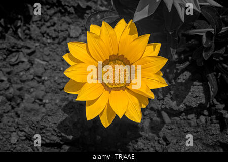 Sunflower On Black Background A Sunflower On Black And White Background Stock Photo Alamy