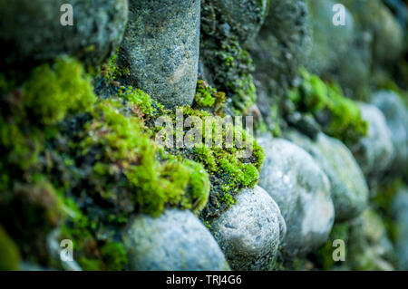 Moss on a Norfolk Flint Wall Stock Photo
