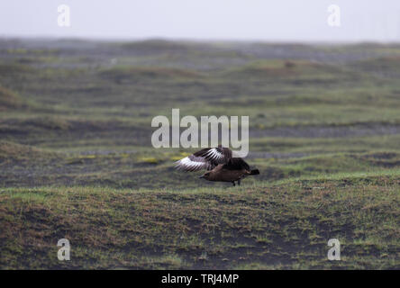 Flying Great skua (Stercorarius skua) in Jokulsarlon, Iceland Stock Photo