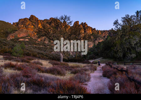 Man walks on a trail past a large tree, towards a rock formation during sunset at California's Pinnacles National Park. Stock Photo