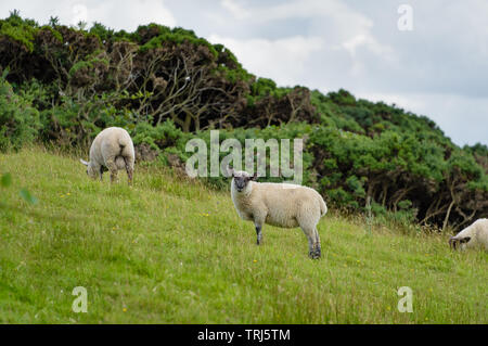 A landscape image of a flock of sheep grazing in a pasture at Browns Bay, Islandmagee, County Antrim, Northern Ireland. Stock Photo