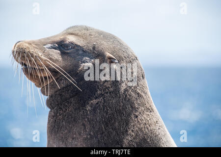 Galapagos Sea Lion on the beach Stock Photo