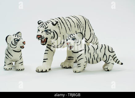 White Tiger is protecting her two blue eyed cubs. Stock Photo