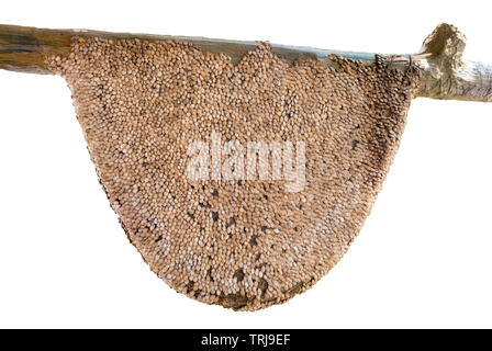 Honeycomb large,creepy,made from rind watermelon seeds stick as group,on white background Stock Photo