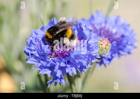 Bumble bee on the Cornflower, Crawley, West Sussex Stock Photo