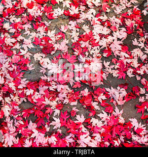 Brightly colored fallen leaves on the road Stock Photo