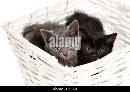 Two adorable baby kittens, a grey and a black one, hiding in a white wicker basket Stock Photo