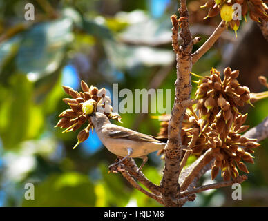 Birds and insects feasting on juicy sweet Mahua flowers. Stock Photo