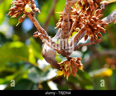 Birds and insects feasting on juicy sweet Mahua flowers. Stock Photo