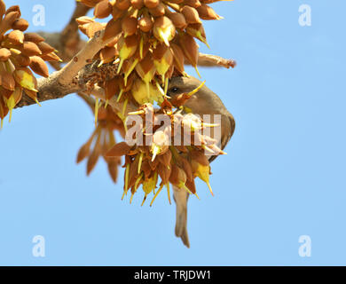 Birds and insects feasting on juicy sweet Mahua flowers. Stock Photo