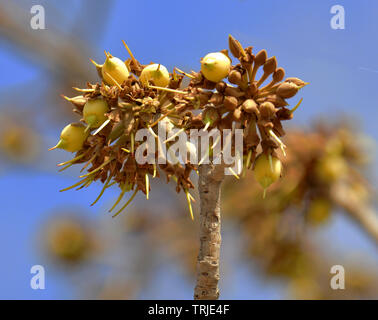 Mahua Tree in full bloom Stock Photo