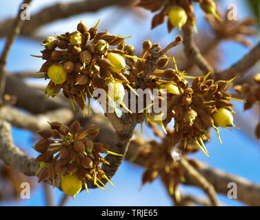 Mahua Tree in full bloom Stock Photo